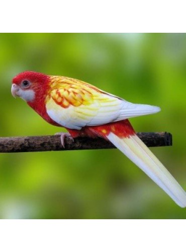 Eastern Rosella rubino (Platycercus eximius rubino)